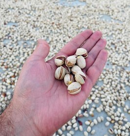 تصویر پسته کله قوچی درجه یک رفسنجان 