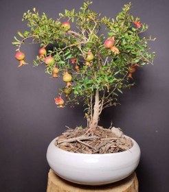 تصویر بونسای انار زینتی 