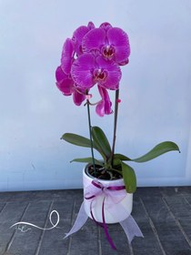 تصویر گلدان ارکیده بنفش فلوبار 