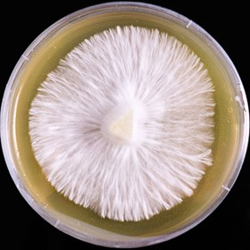 تصویر نژاد قارچ میتاکه روی پلیت آگار Mitake strain on agar plate