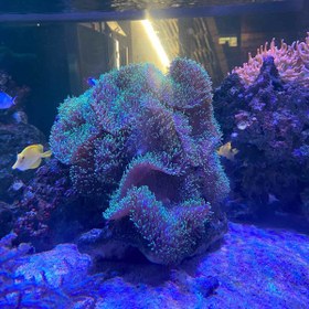 تصویر ماشروم پرزدار سبز نئون Neon green Hairy Mushroom Coral