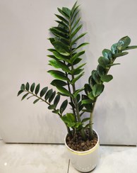 تصویر گلدون زامفولیا zamofolia