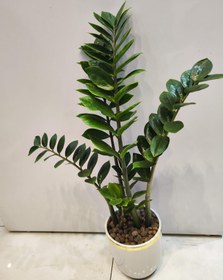 تصویر گلدون زامفولیا zamofolia