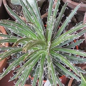 تصویر بذر ساکولنت آگاو فیلیفرا 