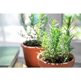 تصویر بذر رزماری 