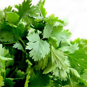 تصویر بذر گشنیز Coriander