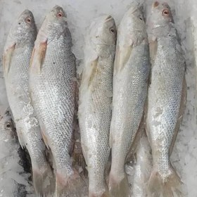 تصویر ماهی شوریده شکم خالی سایز متوسط- 1 کیلوگرم 