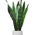 تصویر سانسوریا پوست ماری سایز 10 