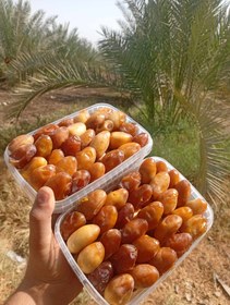 تصویر خرما(رطب) عسلی 