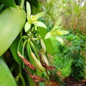 تصویر بذر ارکیده وانیل 10 عددی 