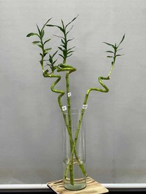 تصویر بامبو درجه 3 تایلندی 