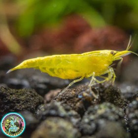 تصویر شریمپ یلو گلدن لاین 