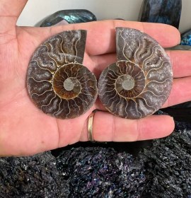 تصویر فسیل آمونیت Ammonite fossil