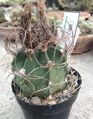 تصویر بذر کاکتوس کاپری کورن مینور ELG.3900 - بسته 10 عددی Astrophytum capricorne minor ELG.3900