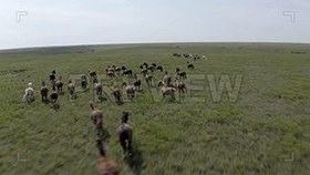 تصویر دانلود فوتیج اسب‌ های وحشی در حال تاختن Wild Horses Galloping 