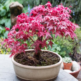 تصویر بذر بنسای افرا روبروم قرمز سانیا سید مدل ss32 