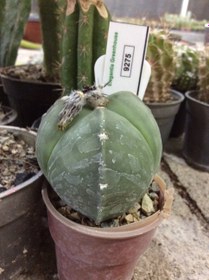 تصویر بذر کاکتوس آستروفیتوم 3 پر ندوم ELG.9275 - بسته 10 عددی Astrophytum myrio. Tricostatum nudm ELG.9275