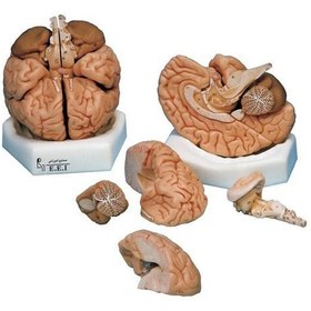 تصویر مدل (مولاژ) مغز 8 تکه 