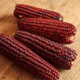 تصویر بذر ذرت حنایی 10 عددی 