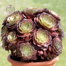 تصویر بذر ساکولنت آئونیوم آربوریوم آتروپورپورئوم 10 عددی 