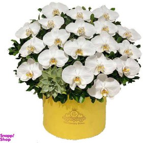 تصویر جعبه گل ارکیده ایگل (Egol) 