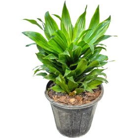 تصویر دراسینا کامپک 