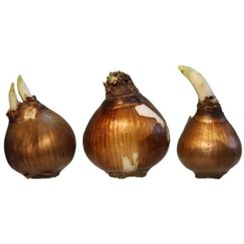 تصویر پیاز نرگس معطر شیراز پک 3 و 10 عددی - پک 3 عددی 