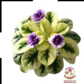 تصویر بنفشه آفریقایی lost African violet lost