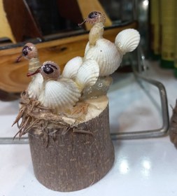 تصویر جوجه _ صدفی.. 