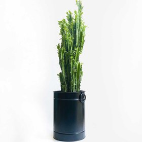 تصویر افوربیا تریگونا S150 