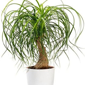 تصویر بذر گیاه لیندا 