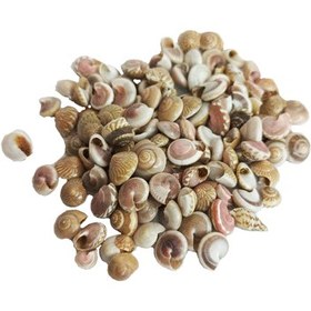 تصویر صدف حلزونی 