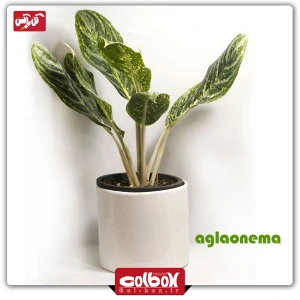 تصویر فروشگاه گل باکس