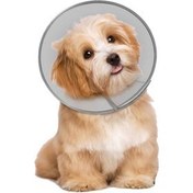 تصویر عقیم سازی سگ نر نژاد کوچک ( فقط در شهر تهران ) 