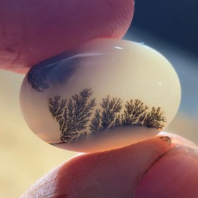 تصویر شجر قائن زمینه سفید زیبا 