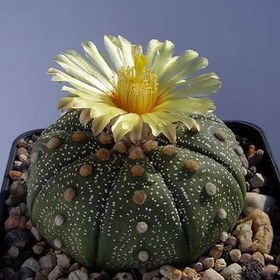 تصویر بذر آستریاس کاکتوس 