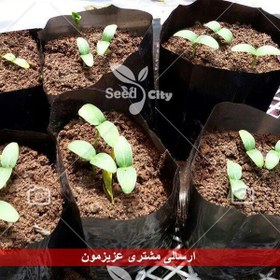 تصویر بذر خیار درختی پربار – Cucumber F1 