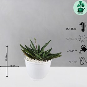 تصویر گاستریا گاوزبانی 