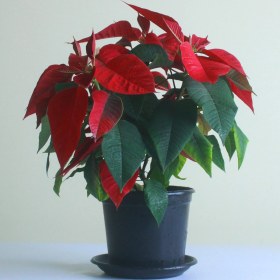 تصویر بودکور ست کاتر گلسازي گل بنت قنوس 2300114 