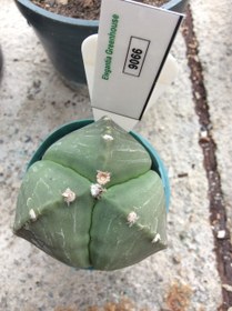 تصویر بذر کاکتوس آستروفیتوم 3 پر ندوم ژاپن ELG.9066 - بسته 10 عددی Astrophytum myrio. tricostatum F1 – Japan Sankaku ELG.9066