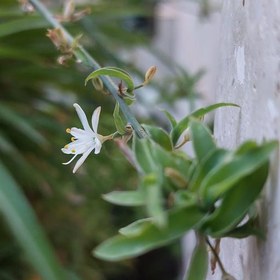 تصویر گیاه گندمی سبز سایز کوچک(spiderplant) 