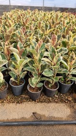 تصویر فیکوس یاقوتی 