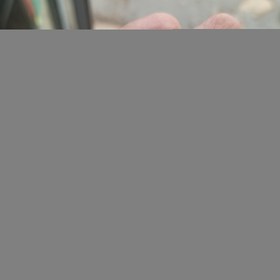 تصویر گیره پتوس ( کلیپس پتوس ) 