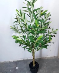 تصویر درخت زیتون ۱۱۰ سانتی متر 