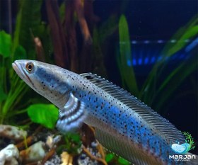 تصویر ماهی چانا پالچرا 10 سانتی متر 