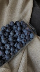 تصویر بلوبری بسته۱۳۰ گرمی 