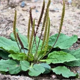 تصویر بذر بارهنگ 1 گرمی 
