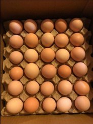 تصویر تخم مرغ تازه محلی 