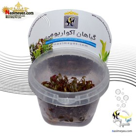 تصویر گیاه آلترنانترا رینکی قرمز مینی کد 640 Aquarium Plant Alternanthera reineckii mini