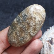 تصویر نگین درشت سنگ طبیعی فسیل مرجان معدنی کد 29190 